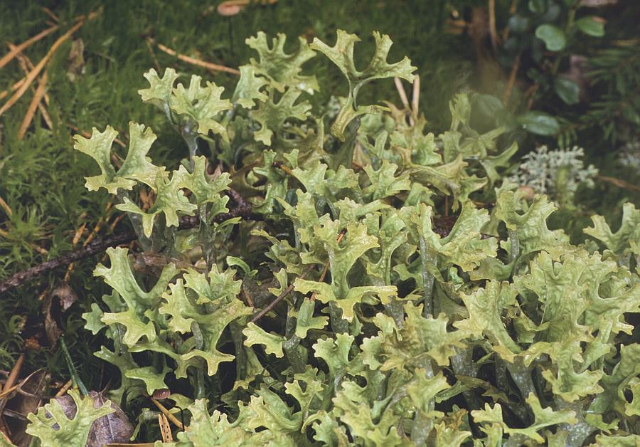 Растение сфинкса. Цетрария сизая. Cetraria glauca L.